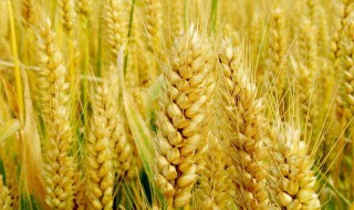 麦子什么时候种 麦子什么时候种最合适