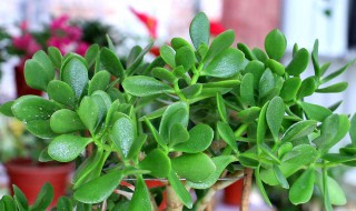 燕尾掌怎么栽培 燕子掌的栽培方法