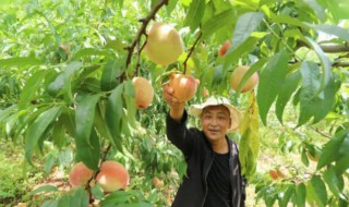 新栽种红桃注意什么 红桃栽培技术
