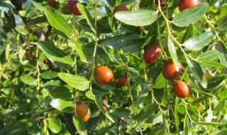 圆枣树的栽种注意事项 枣树怎么种植注意什么