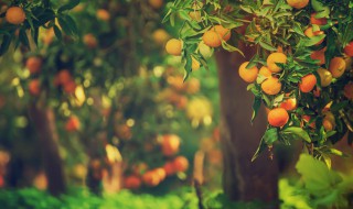 脐橙苗栽种注意事项 脐橙苗种植方法