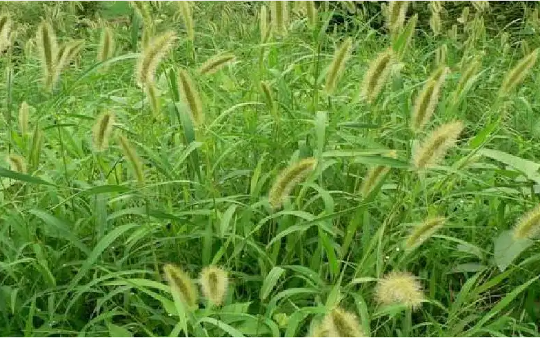 狗尾草属于高等植物还是低等植物 狗尾草属于高等植物还是低等植物呢