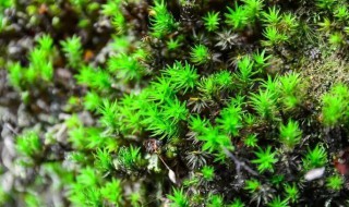 常见的苔藓植物有哪些 常见的苔藓植物有哪些特征