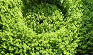 世界上最早出现的绿色植物是什么（地球上最早出现的绿色植物是哪一类群）