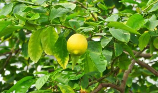 柠檬栽种植方法和注意事项 柠檬的栽植方法