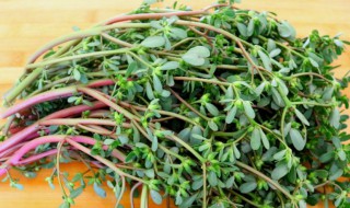 马齿笕晒干后怎么吃 马齿苋晒干人吃有啥好处