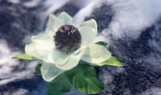 晒干的雪莲花怎么吃 晒干的天山雪莲花怎么个吃法