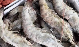 冷库大虾存放方法（冷库怎样储存大虾）