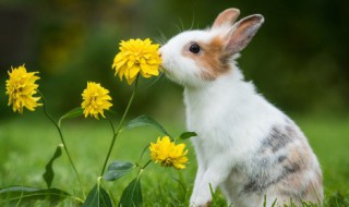 兔子怎么弄既简单又好吃 兔子怎么做好吃还简单的方式