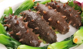 发好的海参怎么吃既简单又好吃 发好的海参怎么吃最好