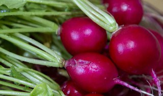 水萝卜缨子怎么做好吃 水萝卜缨子怎么做好吃窍门