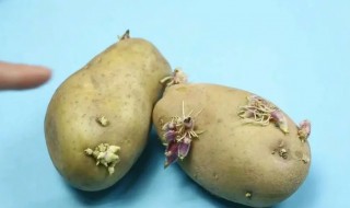 家里土豆发芽怎么栽培 怎样栽发芽的土豆