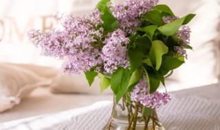 丁香花几天浇一次 丁香花开花时用施肥吗