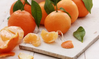 橘子种子发芽了该怎么种 橘子种子发芽了怎么种植