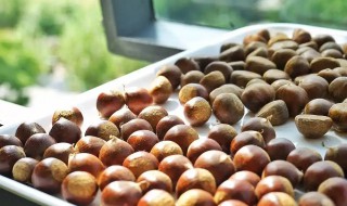 粟子发芽了怎么种 栗子发芽后怎么种