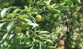 蒲桃怎么看熟了没（桃子怎么看熟没熟）