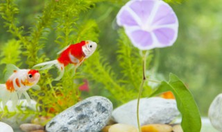 怎么看母斗鱼卵成熟了 斗鱼母鱼怎么看要产卵