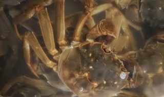 活河蟹能放冰箱吗（活的河蟹能放冰箱里吗）