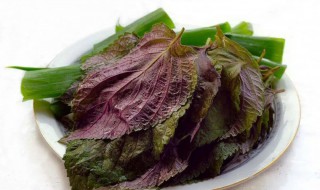 晒干的紫苏叶怎么保存（紫苏叶可以晒干储藏吗）