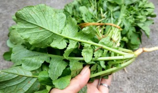 绿萝卜缨子怎么晒干（干萝卜缨子怎么晒的）