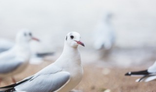 鸽子蛋壳难剥是不新鲜吗（鸽蛋为什么不好剥壳）