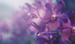 紫砂兰花的养殖方法和注意事项 紫砂兰花的养殖方法和注意事项图片
