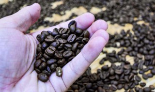 咖啡种子怎么栽培（咖啡树种子怎么种）