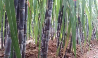 甘蔗的栽培方法在家（甘蔗种植方法与步步骤）
