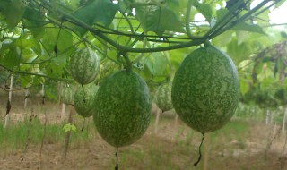 吊瓜子什么时候种植 吊瓜子生长周期