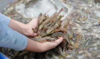 青虾开锅煮几分钟熟 青虾煮几分钟能煮熟
