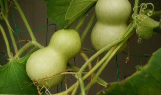 葫芦种好多天了怎么还不发芽呢（种的葫芦为什么不开花怎么办）