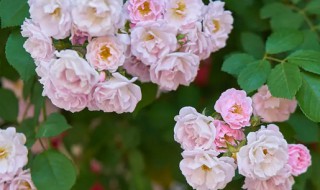蔷薇花的养殖方法 蔷薇花的养殖方法扦插