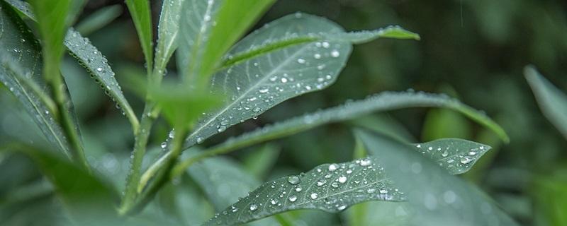 为什么清明节总是要下雨