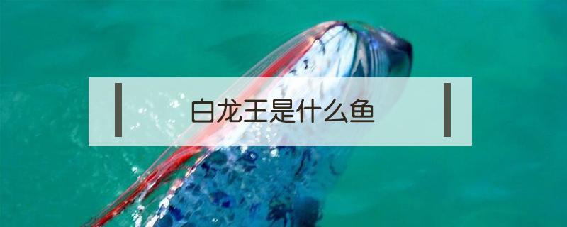 白龙王是什么鱼 白龙王鱼是什么样的