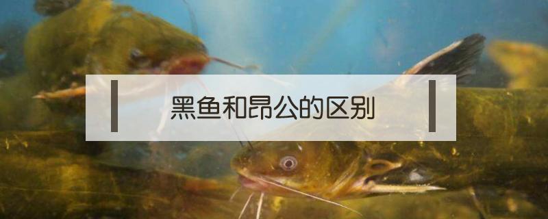 黑鱼和昂公的区别