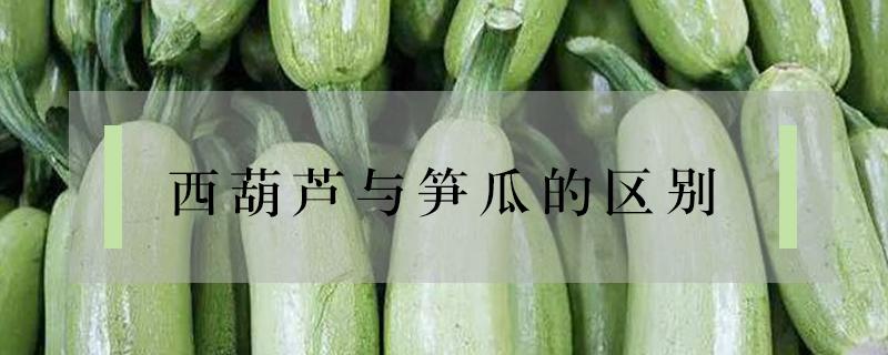 西葫芦与笋瓜的区别（西葫芦与笋瓜的区别图片）