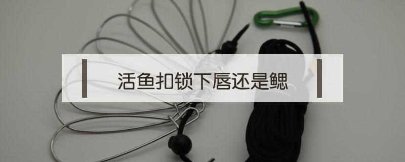 活鱼扣锁下唇还是鳃 活鱼扣穿下颚还是鳃