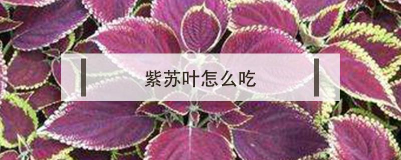 紫苏叶怎么吃（新鲜紫苏叶怎么吃）