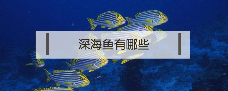 深海鱼有哪些 深海鱼有哪些品种