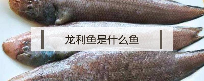 龙利鱼是什么鱼（龙利鱼是什么鱼是海里的还是淡水的）