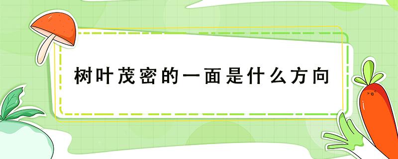 树叶茂密的一面是什么方向 树叶茂密的一面是哪一方