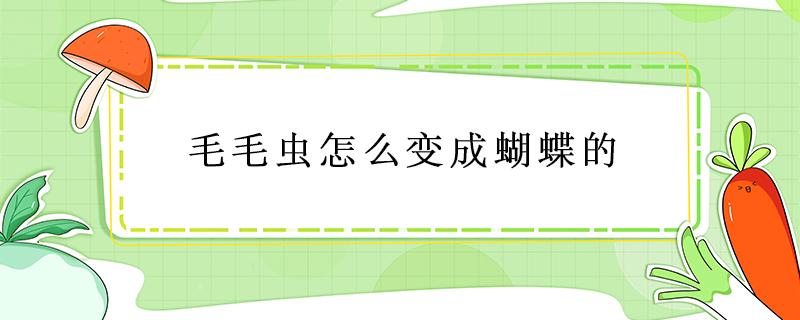 毛毛虫怎么变成蝴蝶的（毛毛虫怎么变成蝴蝶的作文怎么写）