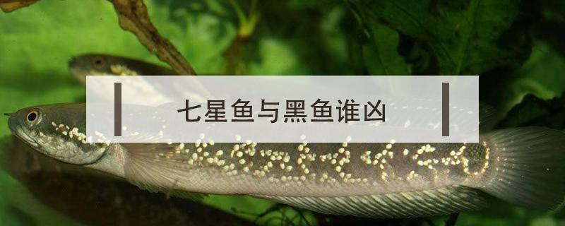 七星鱼与黑鱼谁凶 七星鱼和黑鱼哪个打架更厉害