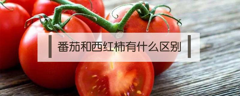 番茄和西红柿有什么区别 番茄和西红柿有什么区别图片