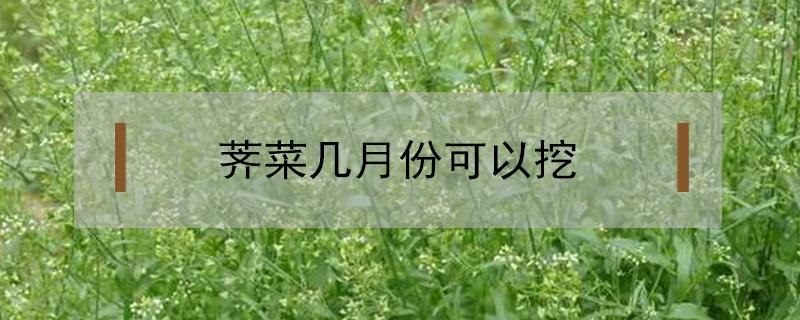 荠菜几月份可以挖