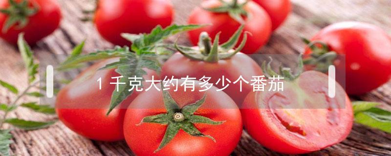 1千克大约有多少个番茄 1千克大概有多少个番茄