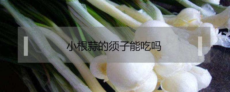 小根蒜的须子能吃吗（小根蒜的功效与作用小根蒜须子能吃吗）