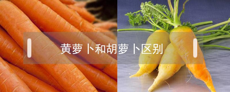 黄萝卜和胡萝卜区别 黄萝卜和胡萝卜区别图片