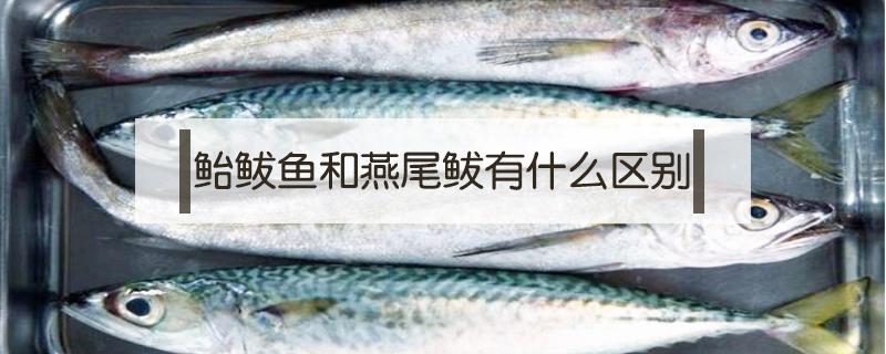 鲐鲅鱼和燕尾鲅有什么区别（鲐鲅鱼和燕鲅鱼有什么区别）