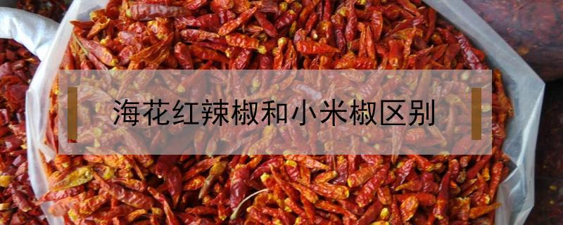 海花红辣椒和小米椒区别（海花红辣椒辣吗）